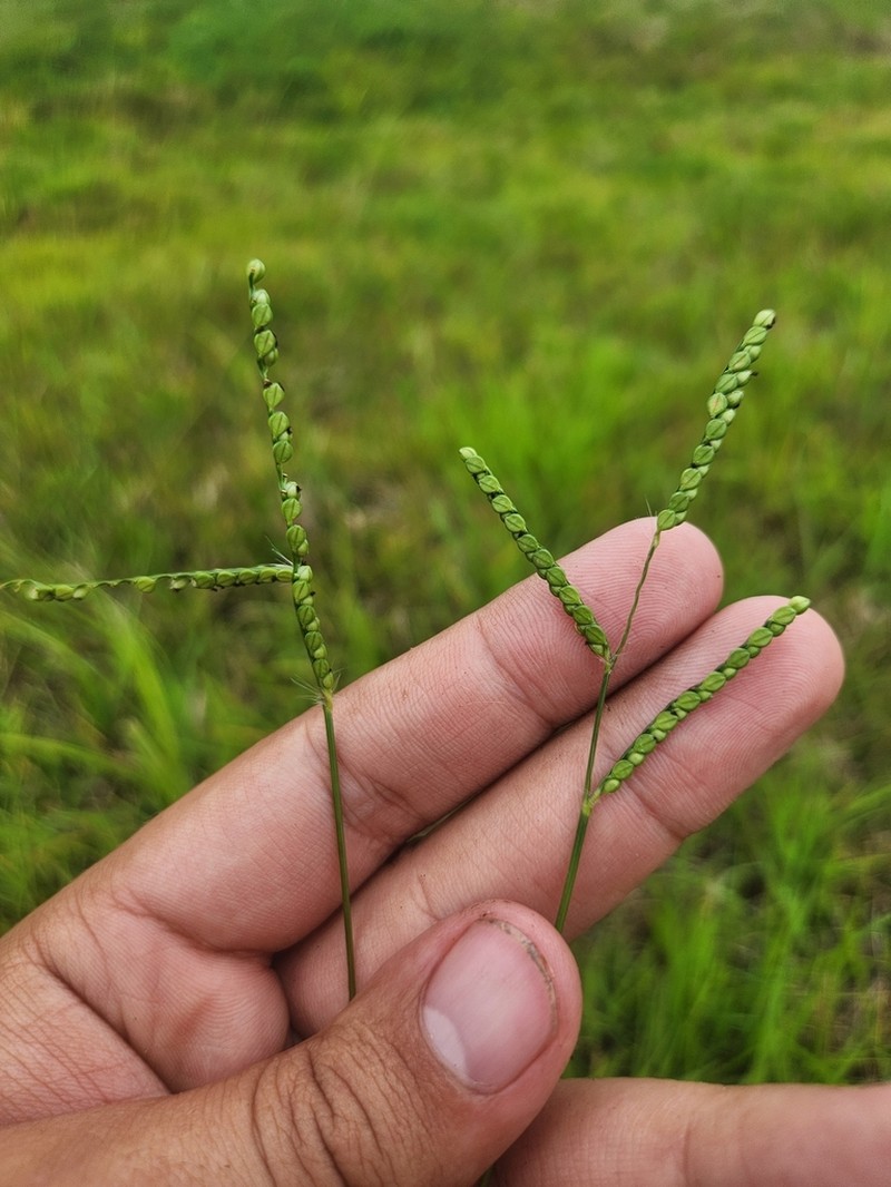 Field Paspalum photo 5