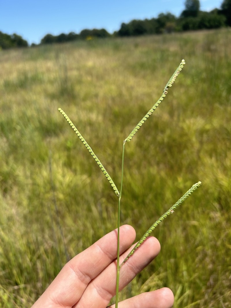 Field Paspalum photo 6