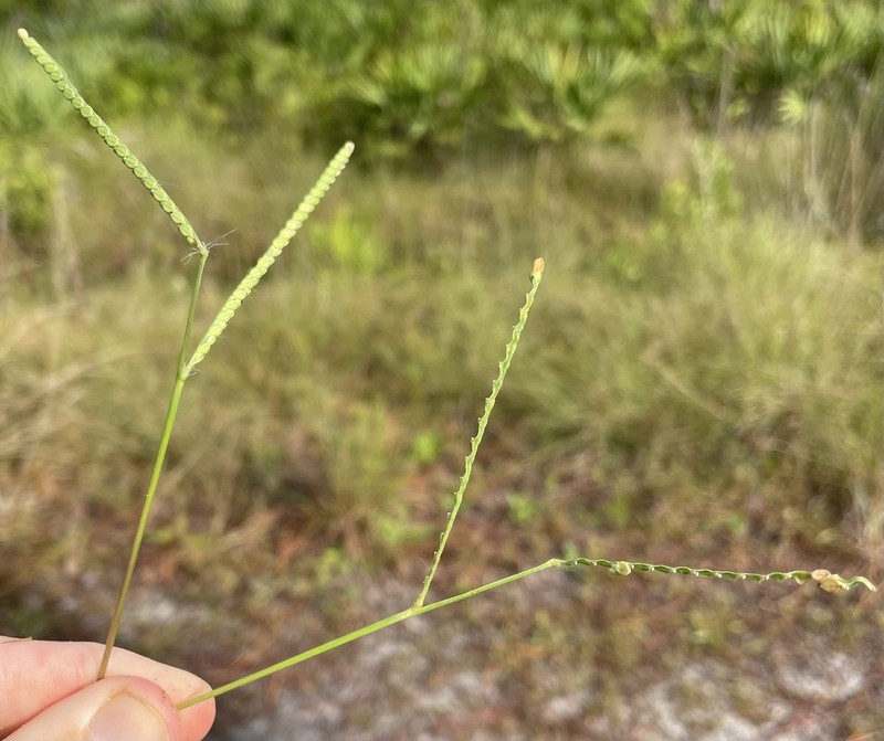 Field Paspalum photo 7