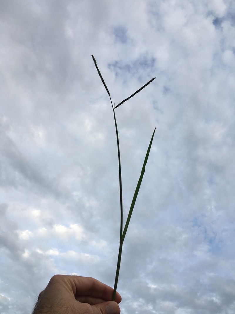 Field Paspalum photo 8