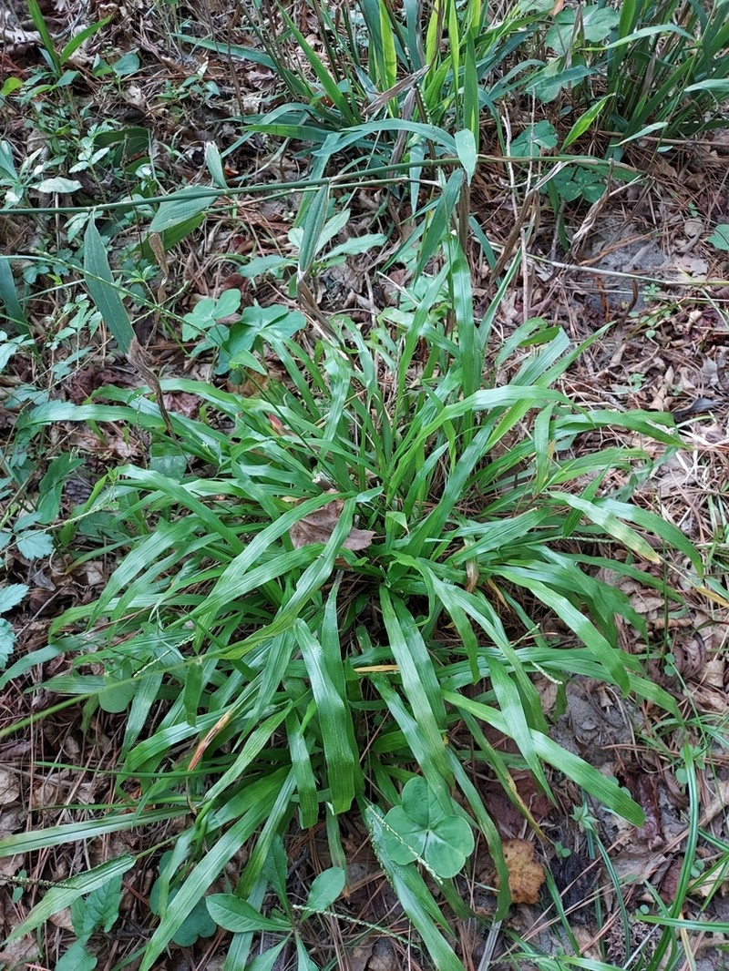 Rustyseed Paspalum