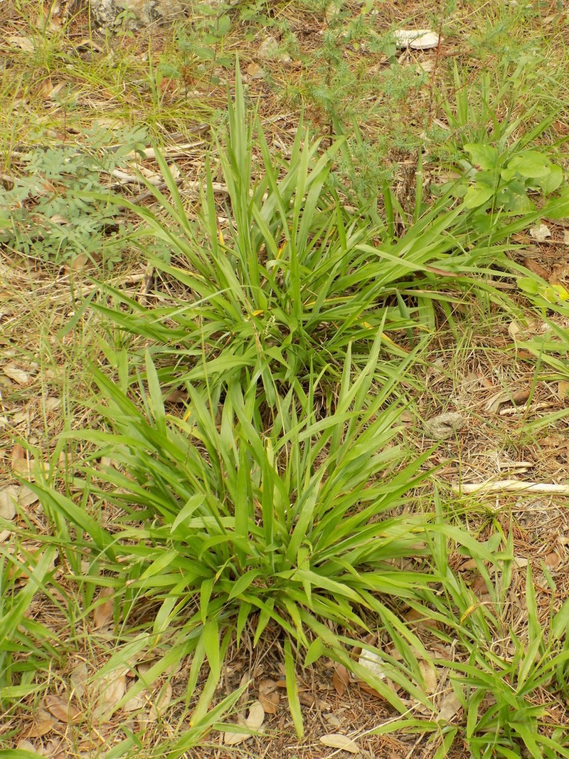 Rustyseed Paspalum photo 2