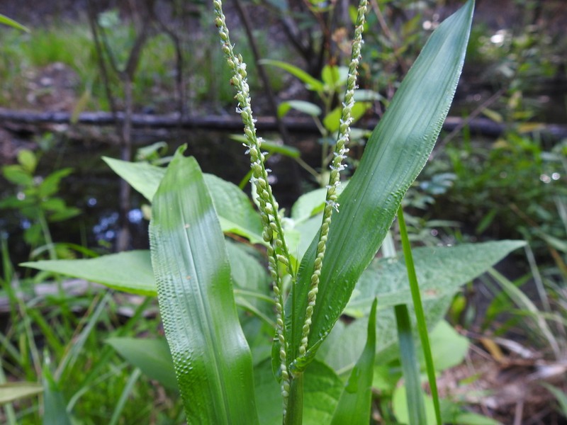 Rustyseed Paspalum photo 3