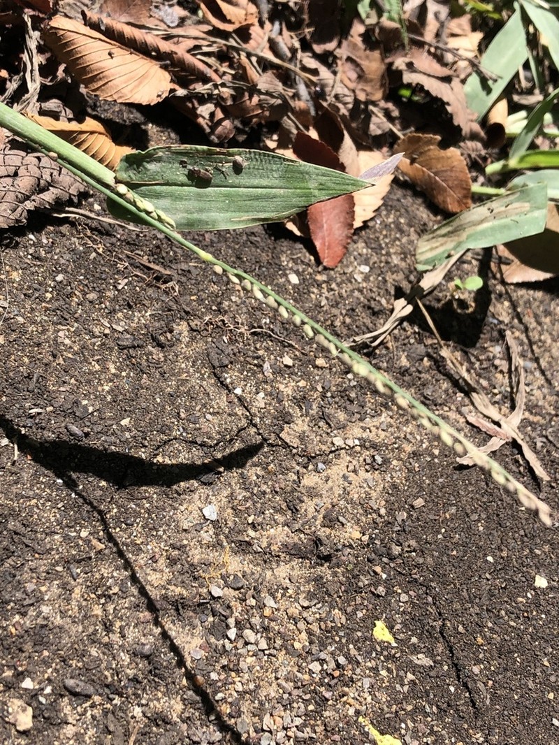Rustyseed Paspalum photo 4
