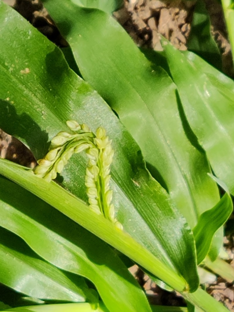 Rustyseed Paspalum photo 5