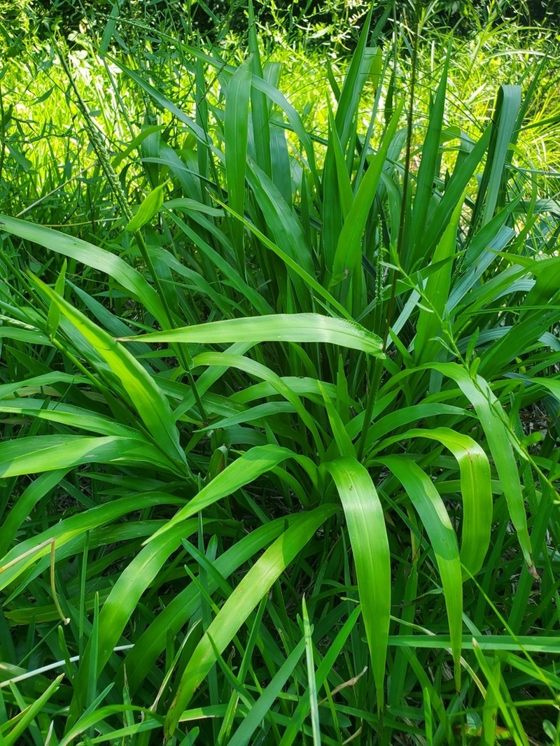 Rustyseed Paspalum photo 6