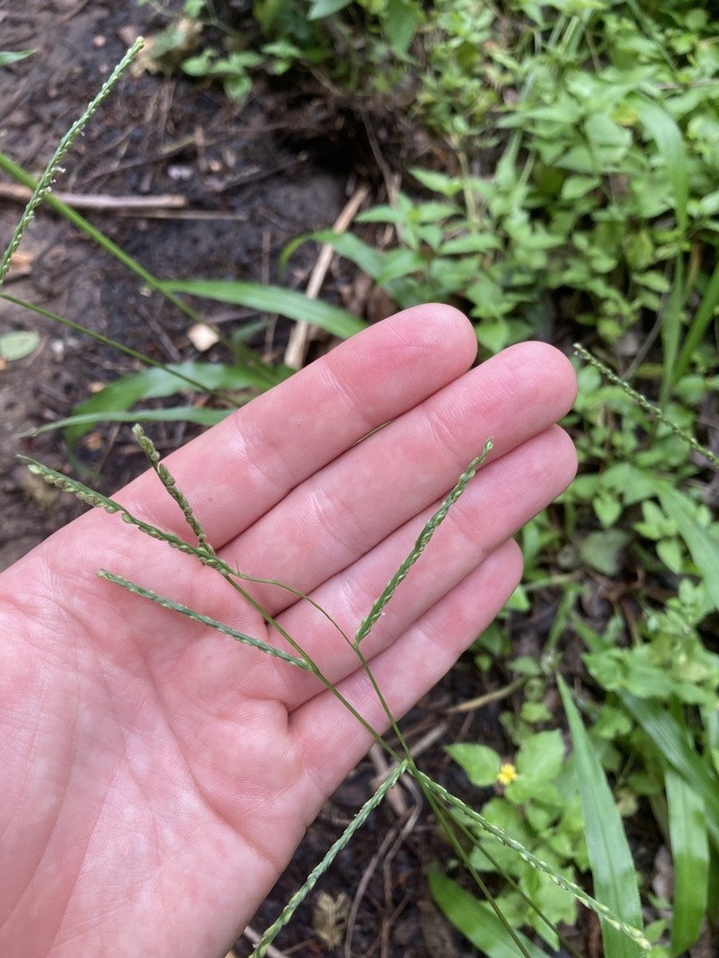 Rustyseed Paspalum photo 7