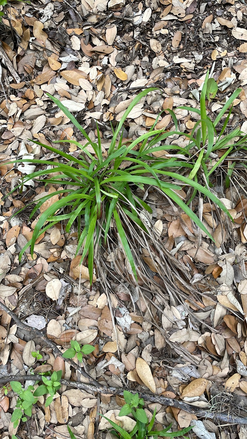 Rustyseed Paspalum photo 8