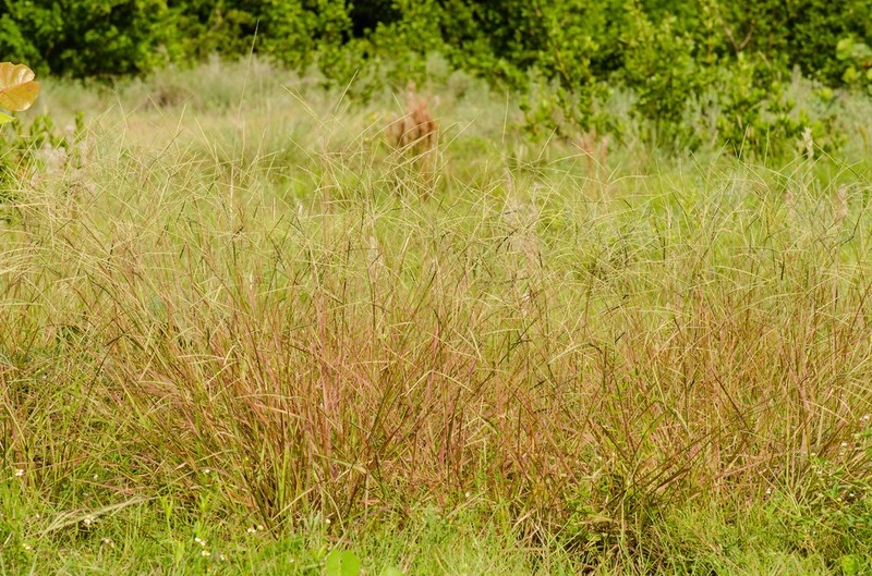 Coconut Paspalum