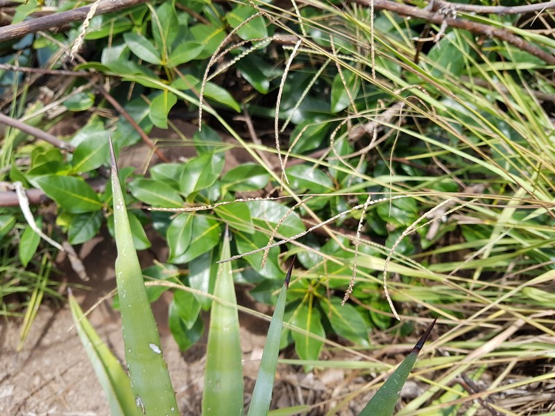 Coconut Paspalum photo 2