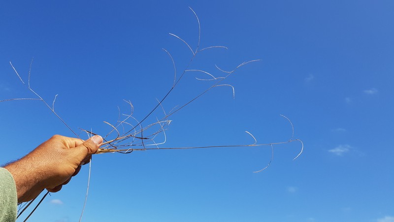 Coconut Paspalum photo 5