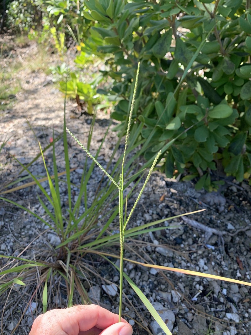 Coconut Paspalum photo 8