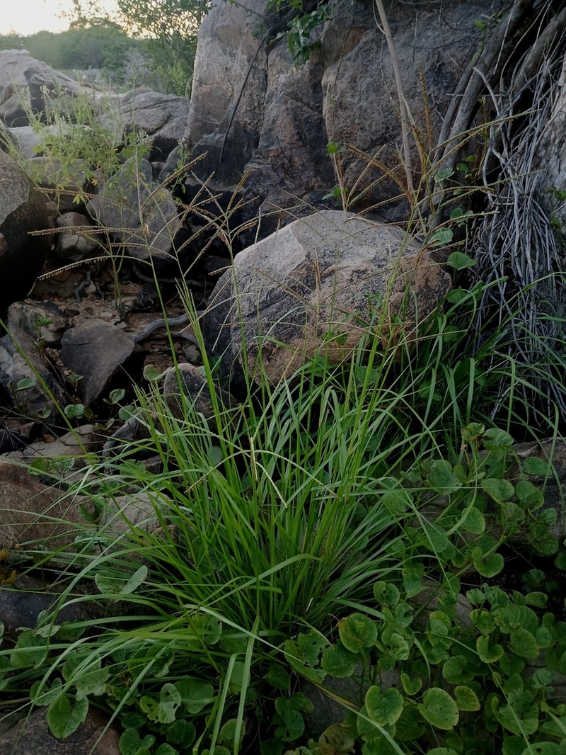 Tropical Paspalum