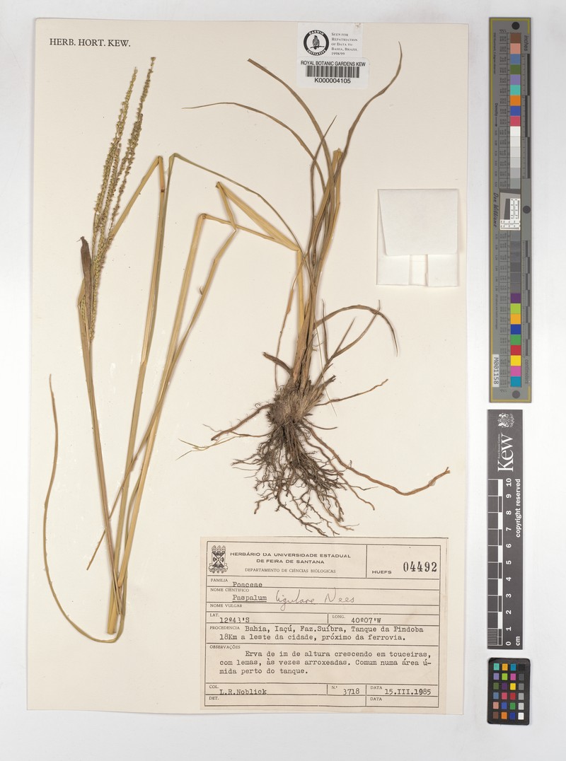 Tropical Paspalum photo 2