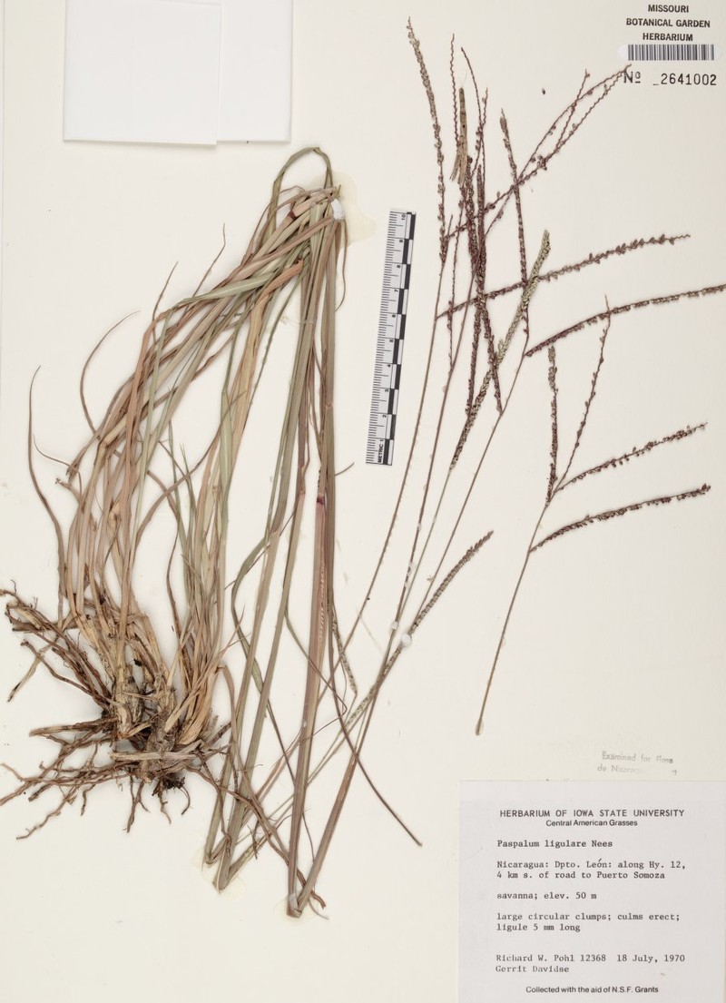 Tropical Paspalum photo 3