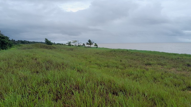 Coastal Sand Paspalum