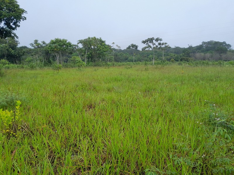 Coastal Sand Paspalum photo 2