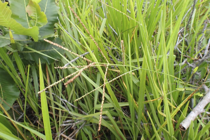 Coastal Sand Paspalum photo 4