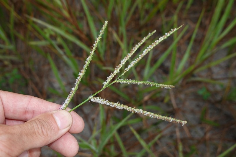 Coastal Sand Paspalum photo 5