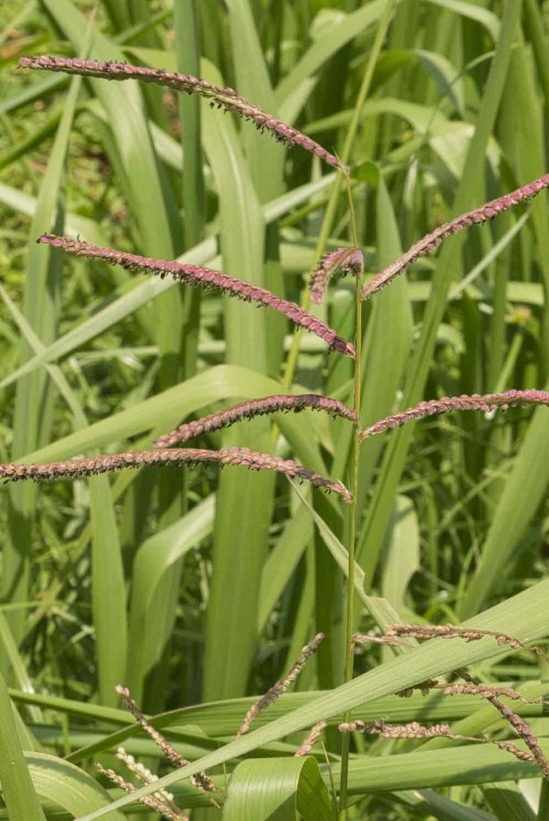 Coastal Sand Paspalum photo 8