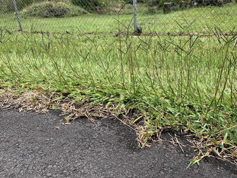 Matted Paspalum photo 2
