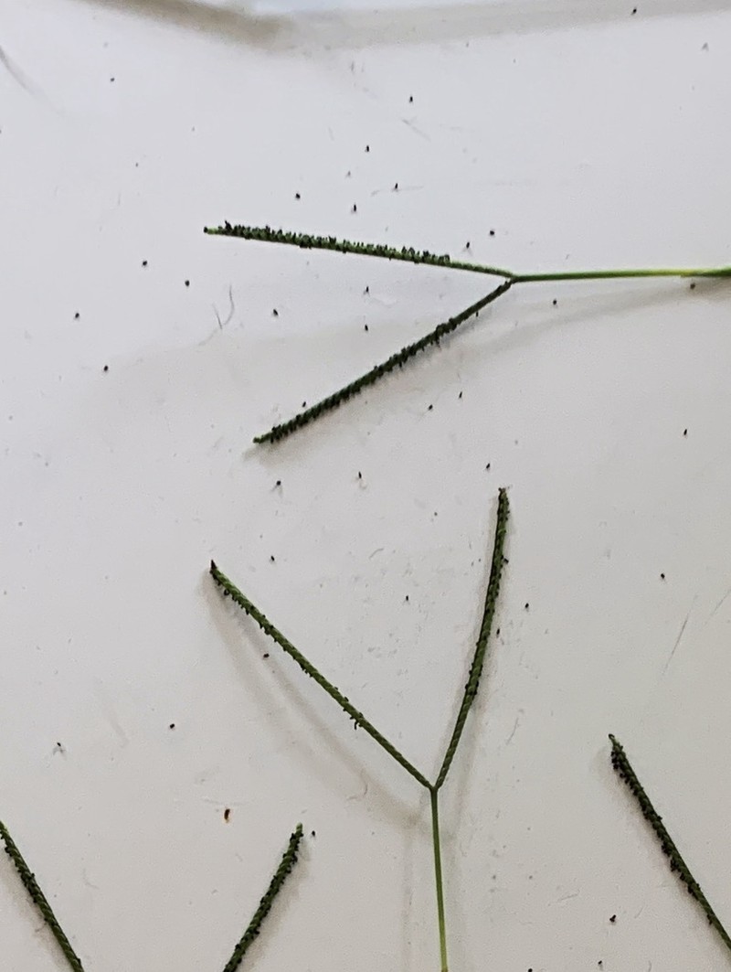 Matted Paspalum photo 4