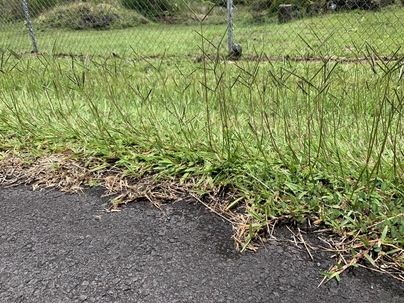 Matted Paspalum photo 5
