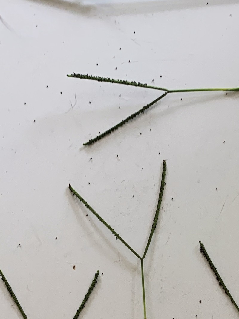Matted Paspalum photo 6