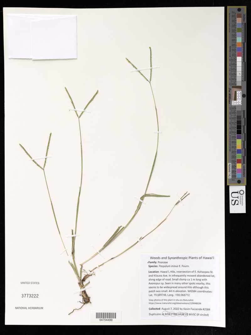 Matted Paspalum photo 8