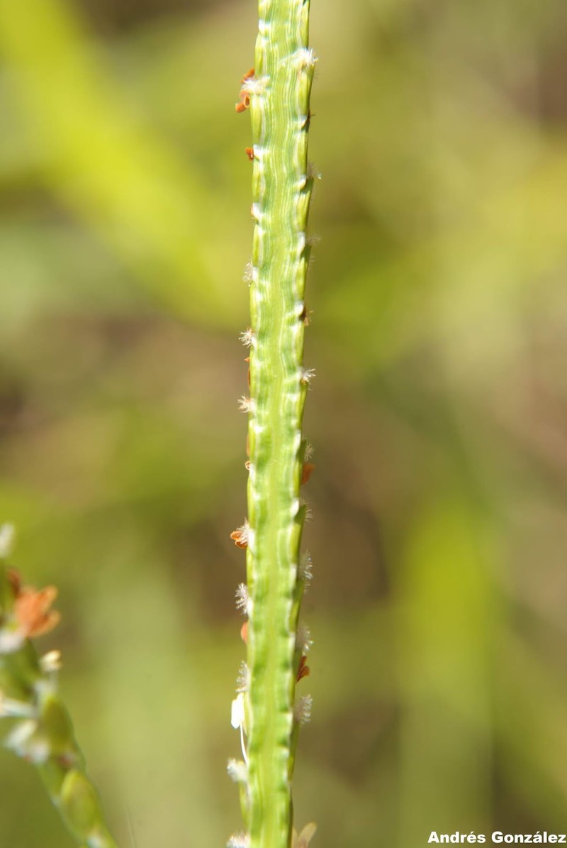 Water Paspalum photo 3
