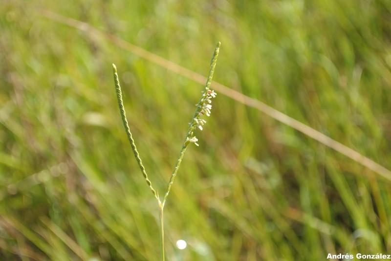 Water Paspalum photo 4