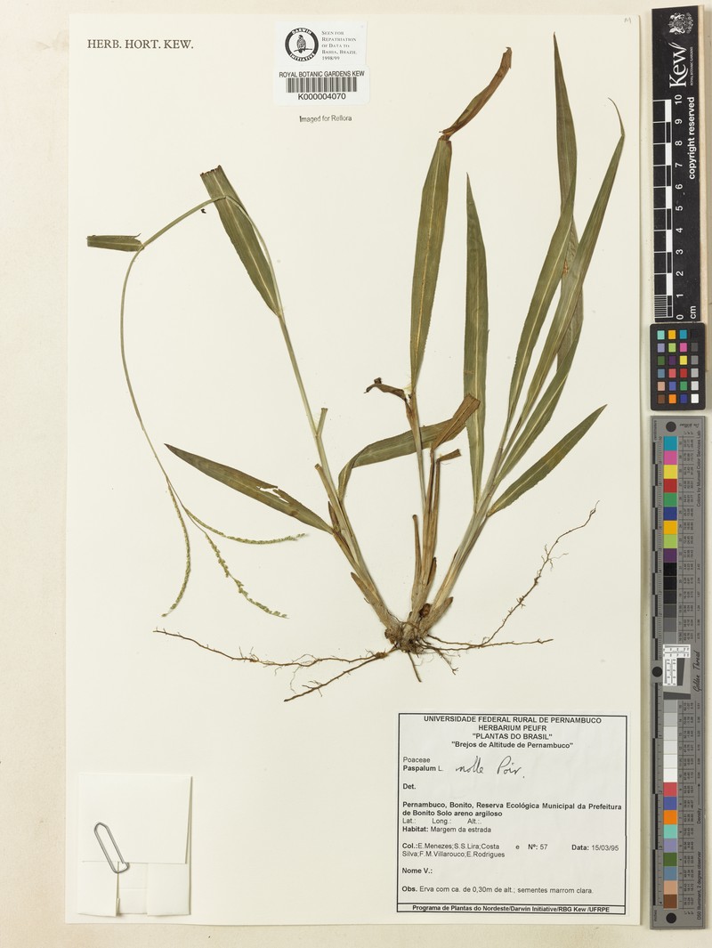 Soft Paspalum