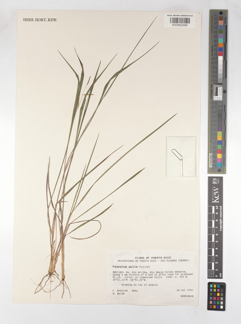 Soft Paspalum photo 2