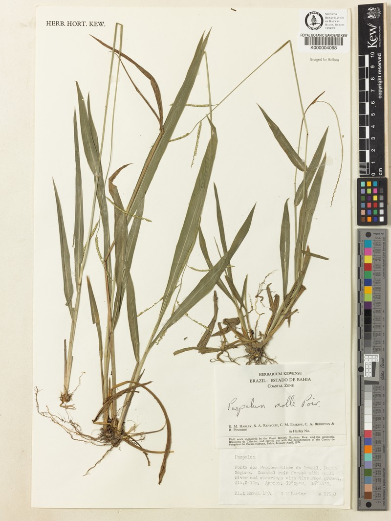 Soft Paspalum photo 3
