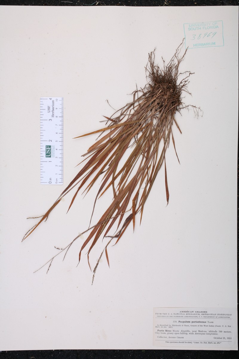 Soft Paspalum photo 4