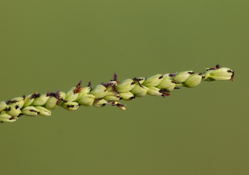 Gulfdune Paspalum