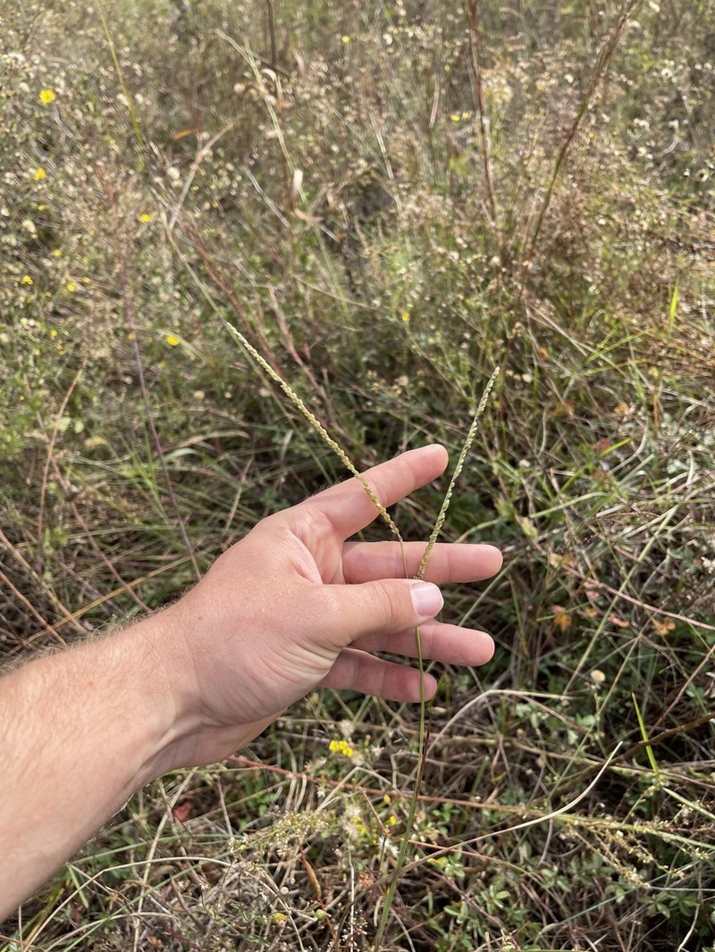 Gulfdune Paspalum photo 2