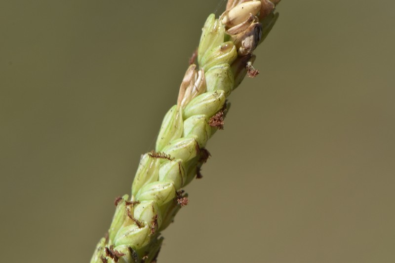 Gulfdune Paspalum photo 3
