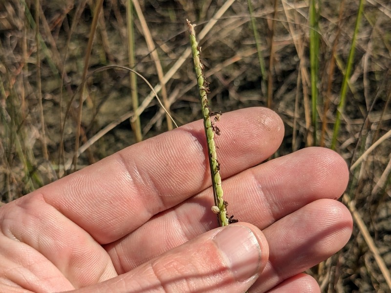 Gulfdune Paspalum photo 5