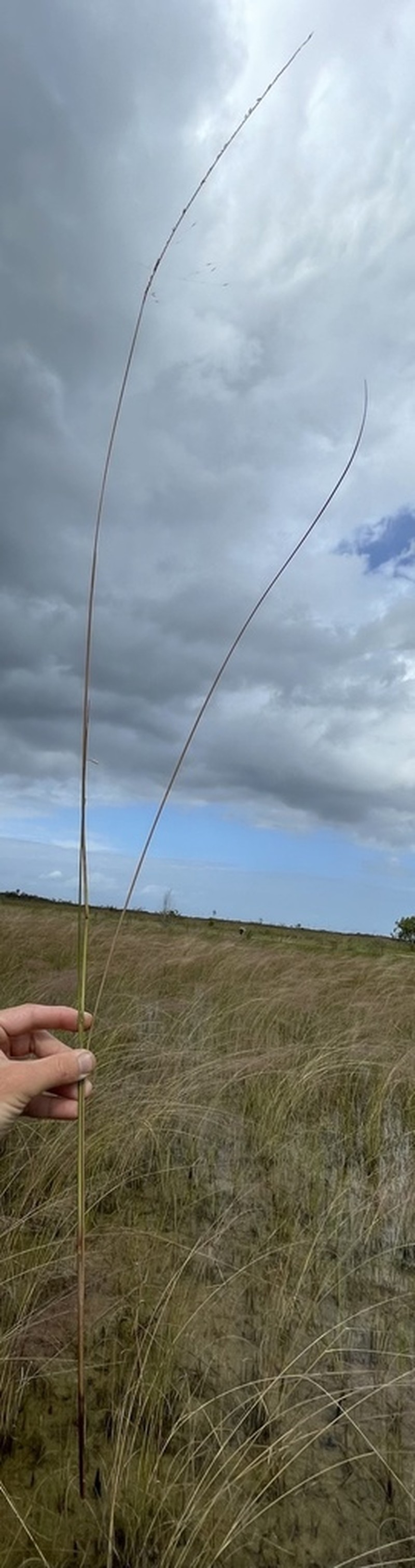 Gulfdune Paspalum photo 6