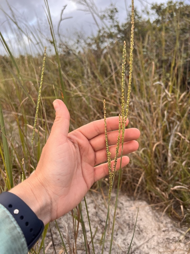 Gulfdune Paspalum photo 8