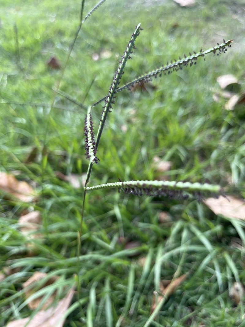 Bahiagrass photo 3