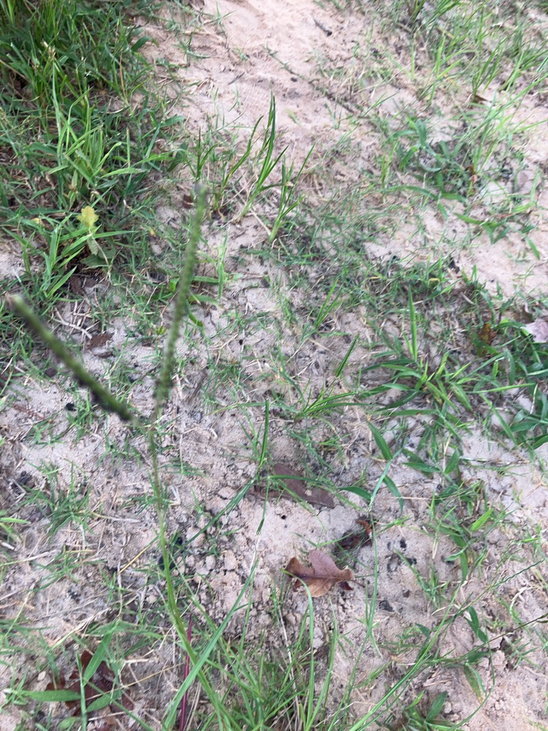 Bahiagrass photo 6