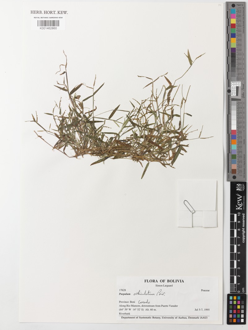 Circular Paspalum photo 4