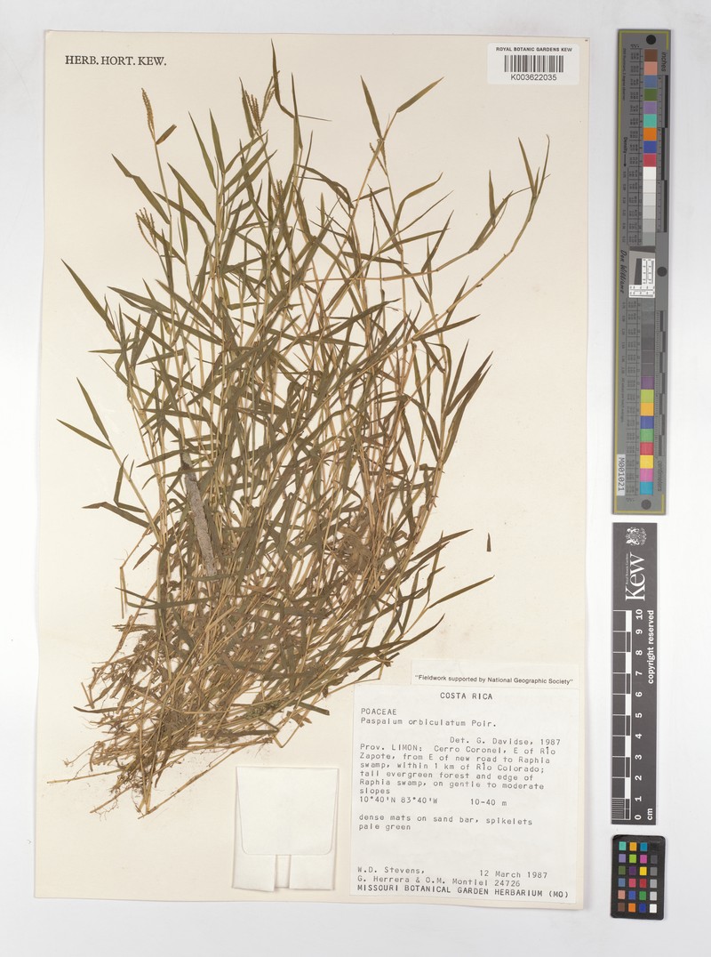 Circular Paspalum photo 5