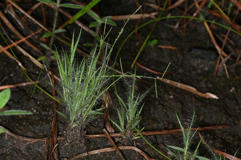 Smallseed Paspalum
