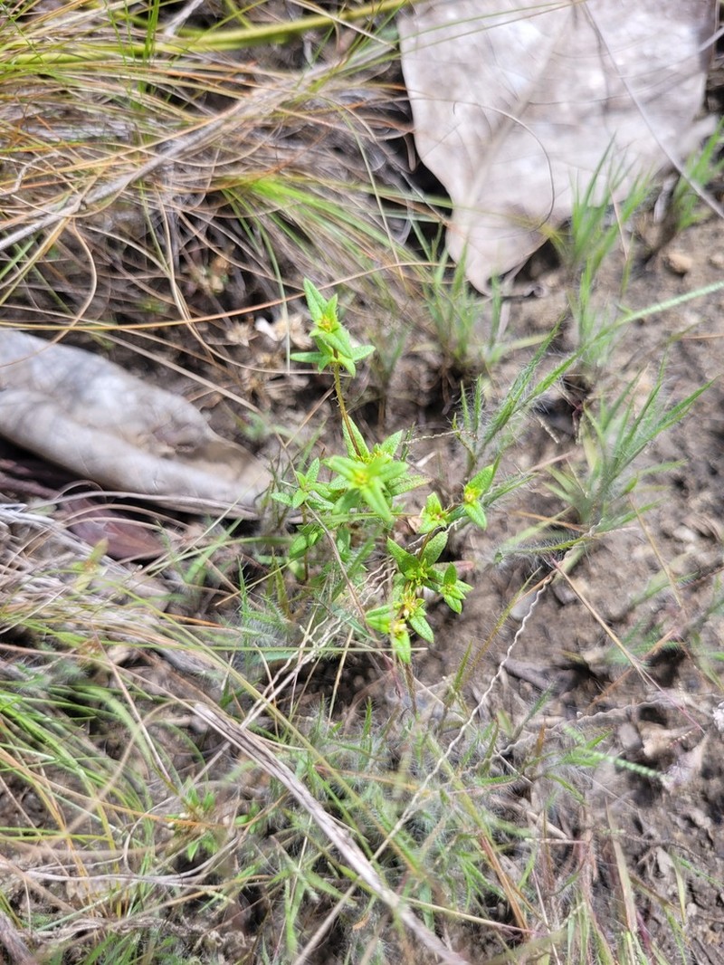 Smallseed Paspalum photo 2