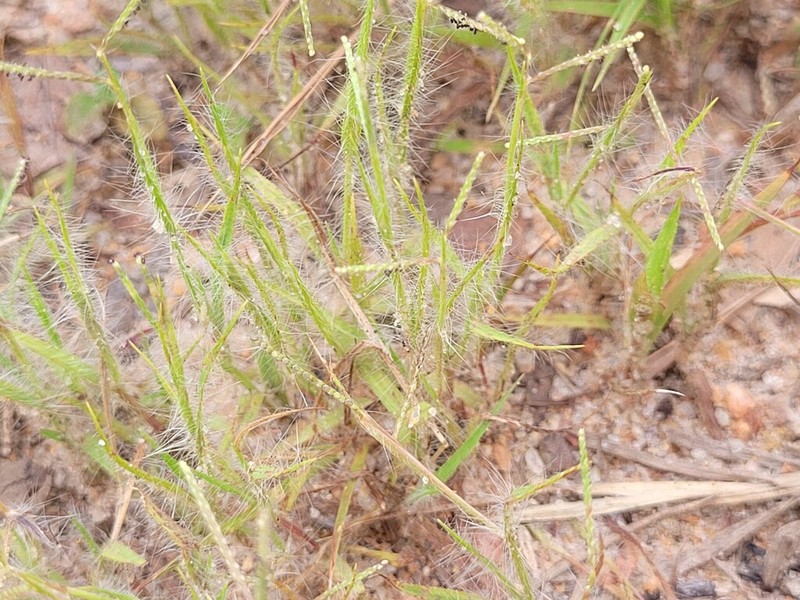 Smallseed Paspalum photo 3