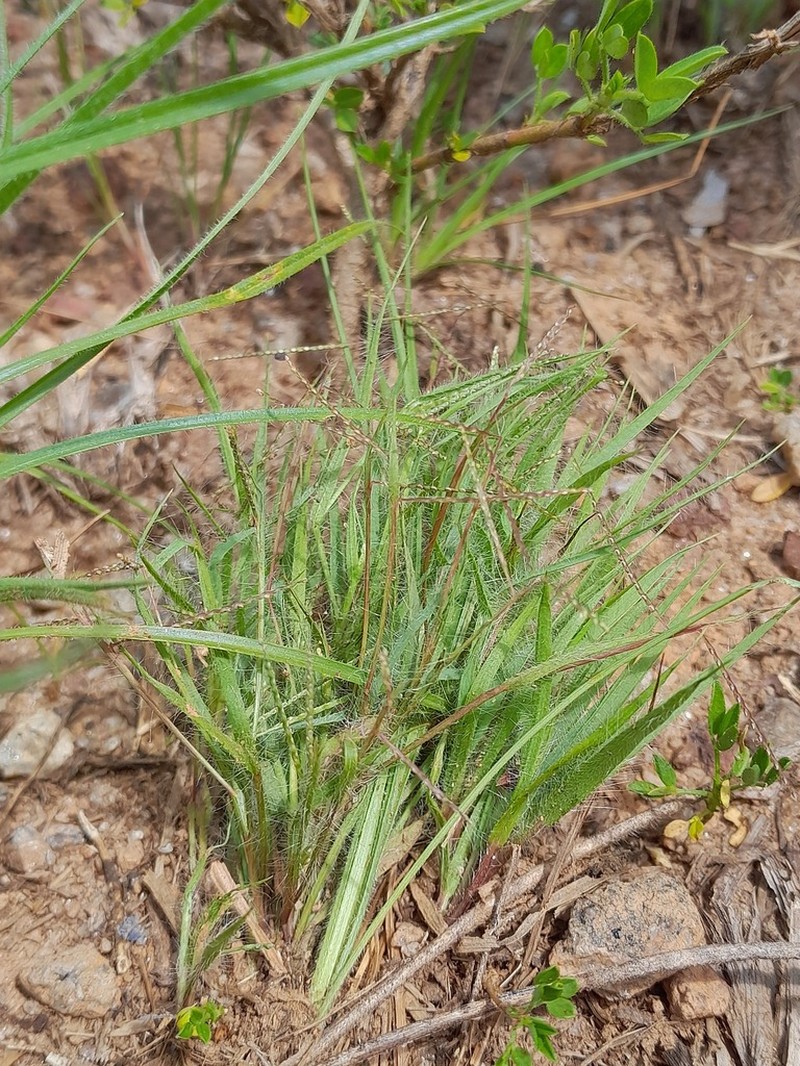Smallseed Paspalum photo 4