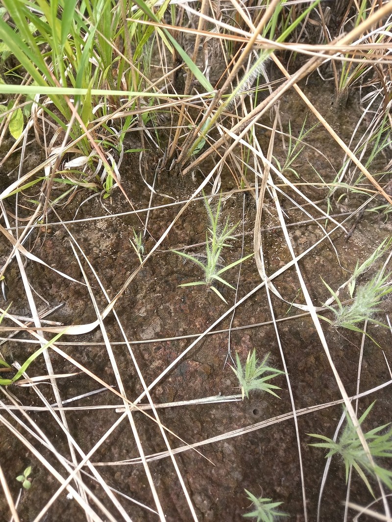 Smallseed Paspalum photo 5